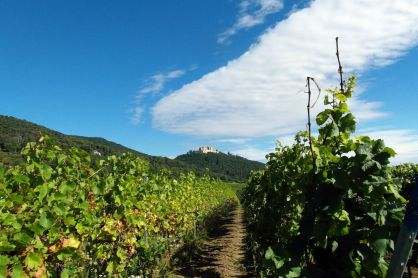 Weinanbau Pfalz