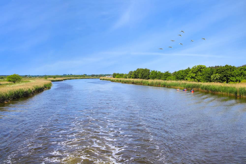 Kranichbeobachtungstour Fischland/Darß/Zingst