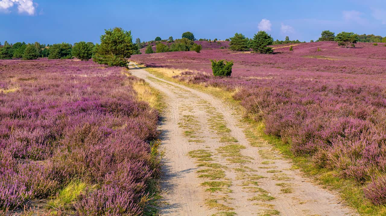 Wanderweg in der Lüneburger Heide