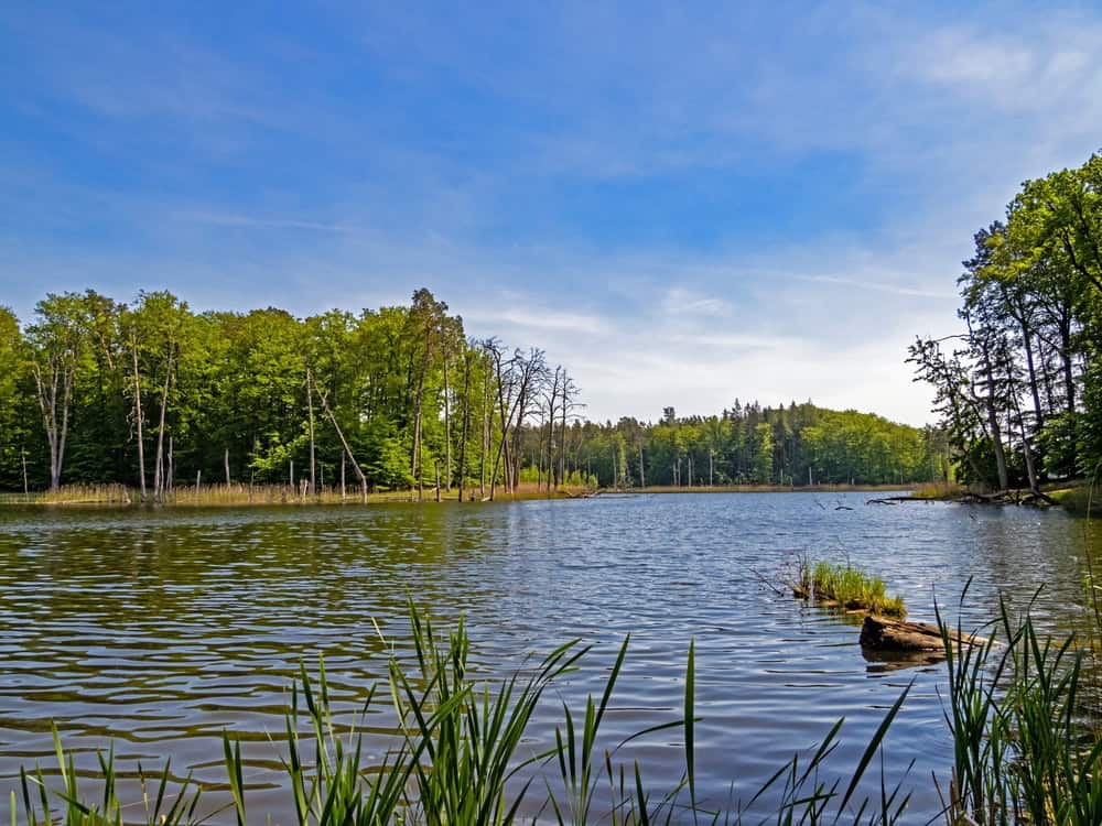 Müritz National Park