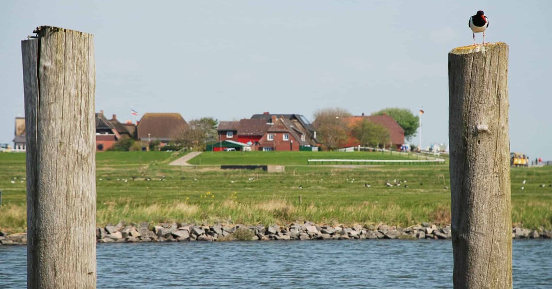 Reiseziele Hooge Hallig