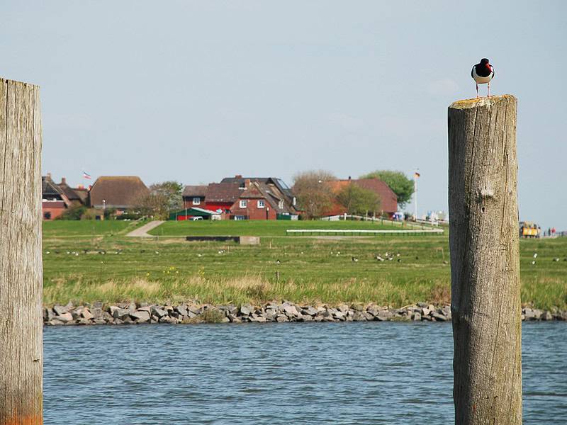 Reiseziele Hooge Hallig