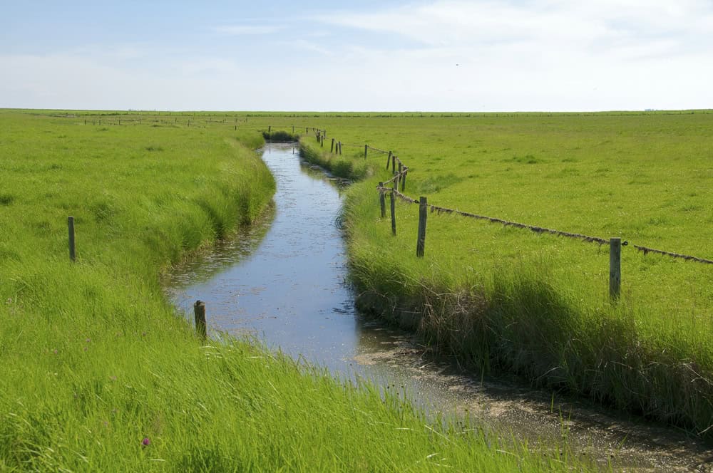 Salzwiesen Hallig Langeneß