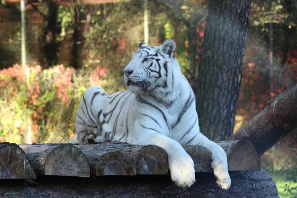 Serengeti-Park Hodenhagen