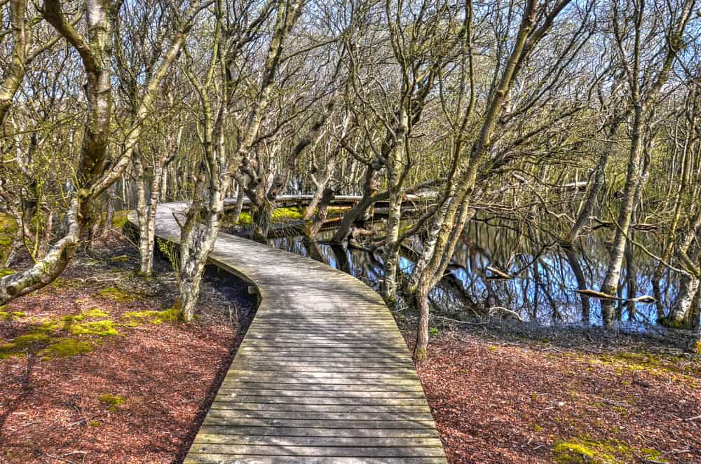 Vogelkoje Meeram – Naturparadies auf Amrum