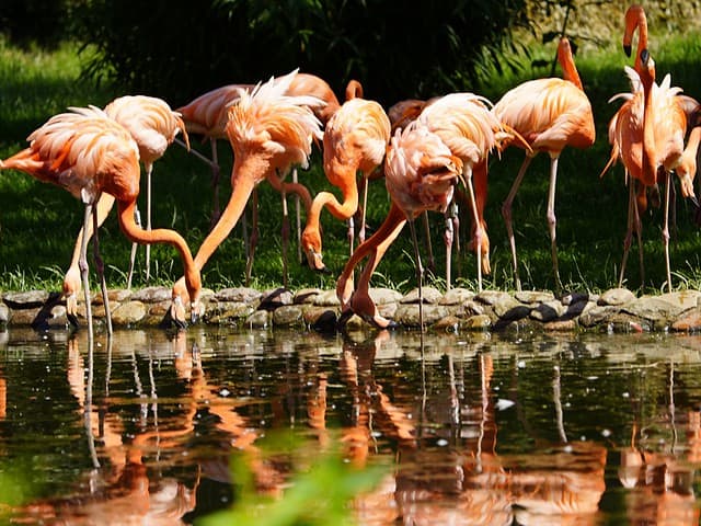 Vogelpark Walsrode