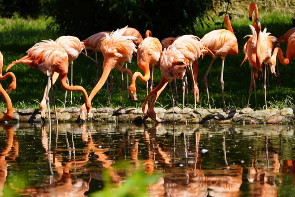 Vogelpark Walsrode