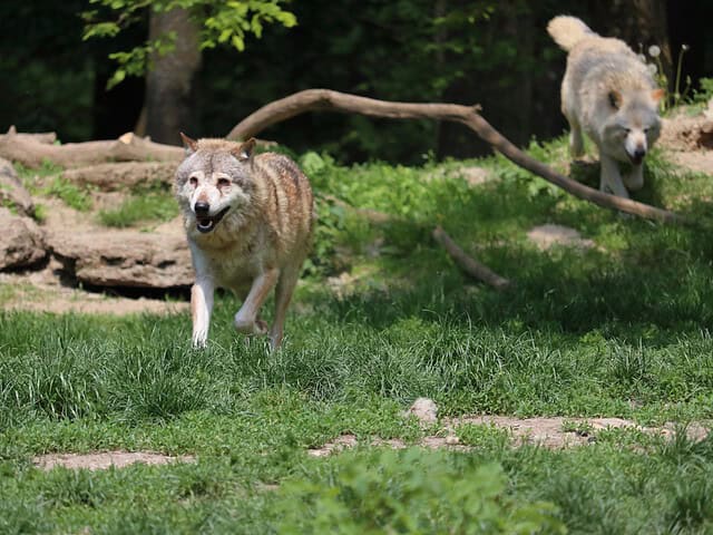 Wildpark Bad Mergentheim