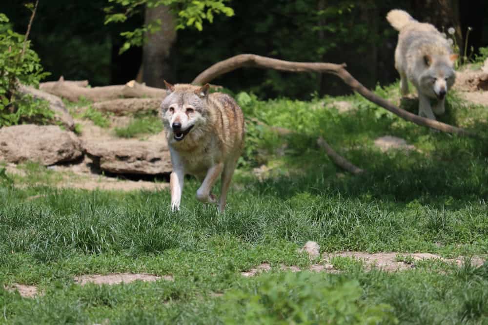 Wildpark Bad Mergentheim