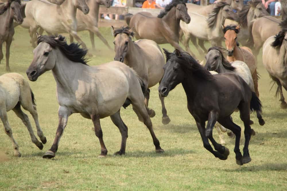 Wildpferde im Merfelder Bruch