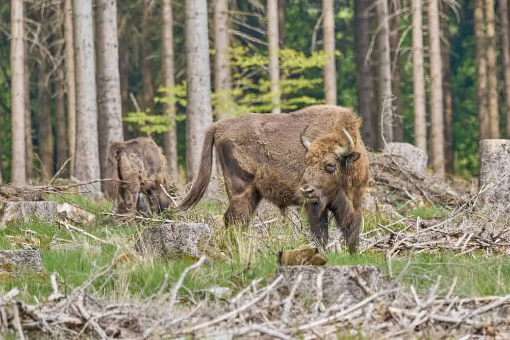 Wisent Wildnis Wittgenstein